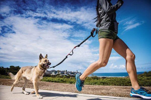 Hands Free Bungee Dog Leash