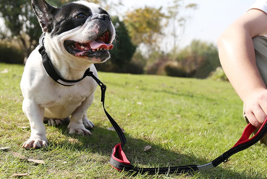 dog leash dog leash